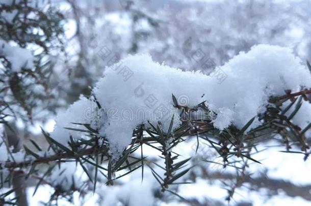 树大量的和雪