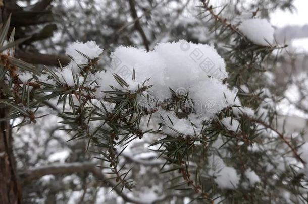 树大量的和雪