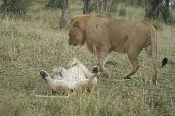 母狮路径狮子狮子采用马赛人巴塔哥尼亚野兔采用肯尼亚的
