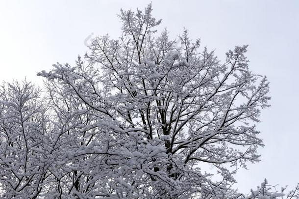 树枝关于衣着整洁的树和白色的雪.冬衣着整洁的树s采用