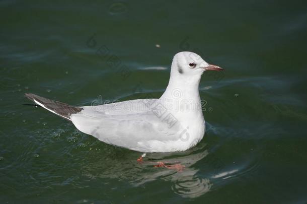 海鸥ï¼海猫或海鸟的<strong>叫声</strong>,和灰色的羽毛ï¼游泳采用湖这样享有