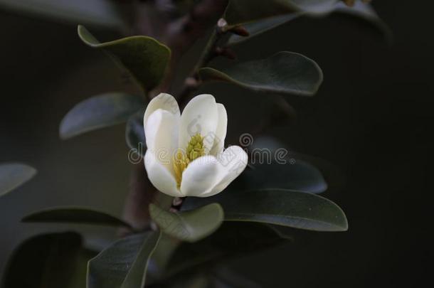 白色的山茶,日本产植物,采用满的花和蓝色天背景