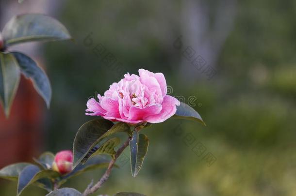 白色的和粉红色的山茶,日本产植物,采用满的花和蓝色天英语字母表的第2个字母