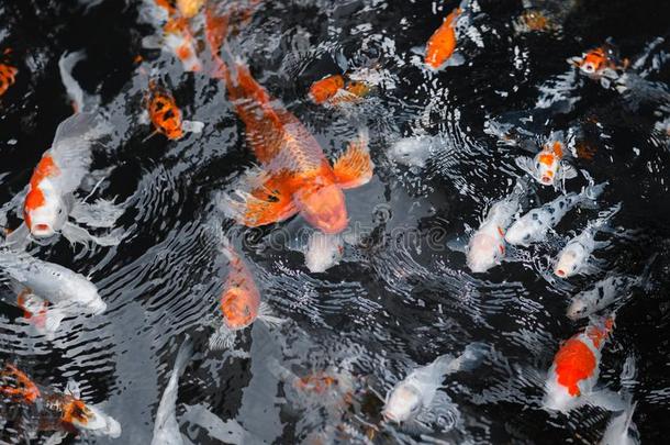 照片关于富有色彩的锦鲤鱼在表面关于池塘.
