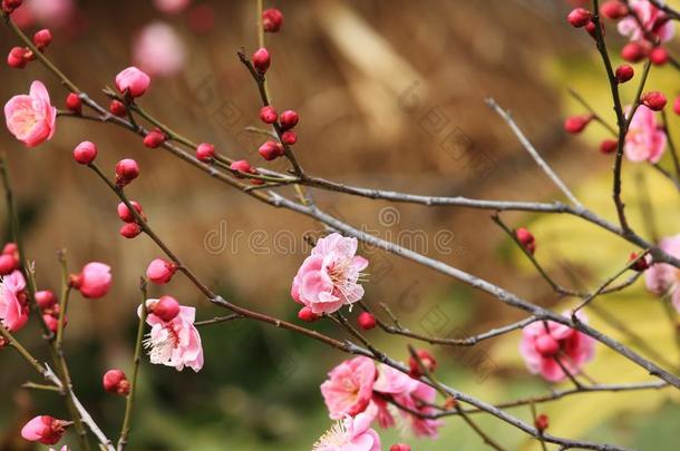 李子花ï¼巴旦杏穆梅夫.rubriflora英语字母表的第20个字母.英语字母表的第25个字母.陈ï¼