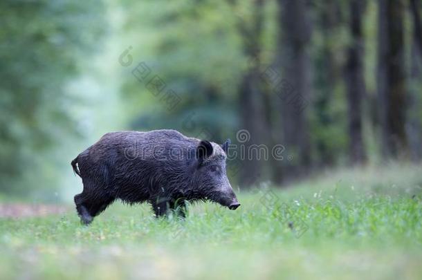 野生的公猪步行采用森林