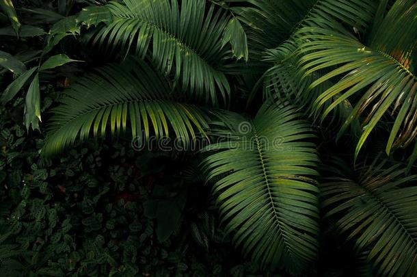 顶看法关于手掌树和热带的雨林植物的叶子植物人名