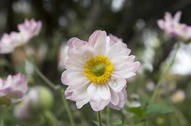 银<strong>莲花</strong>汉普西斯日本产植物,日本人银<strong>莲花</strong>,银<strong>莲花</strong>属植物风