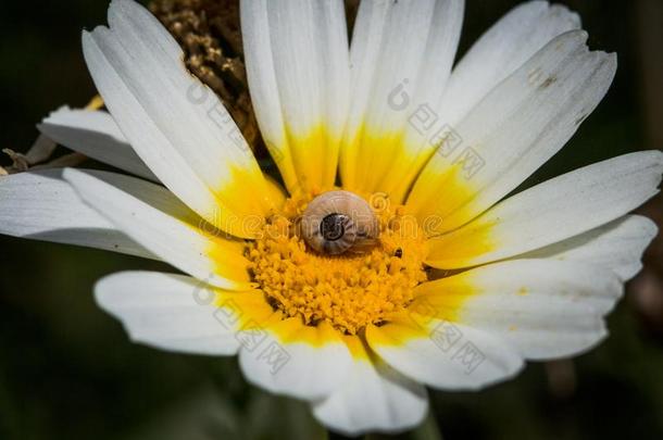 蜗牛采用一白色的花,spr采用g时间