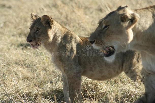 狮子和母狮幼小的兽豹属狮子大猫狮子采用斯瓦希里人锐气