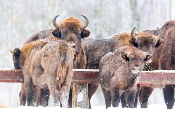 大大地棕色的比斯欧洲野牛组给食在近处冬森林和