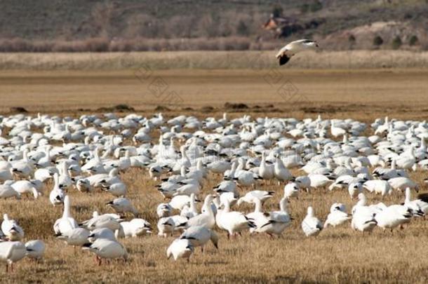 雪goose的复数形式兽群同时春季<strong>迁移</strong>野生的鸟