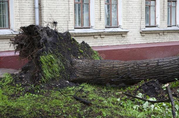 飓风采用莫斯科敲下树.