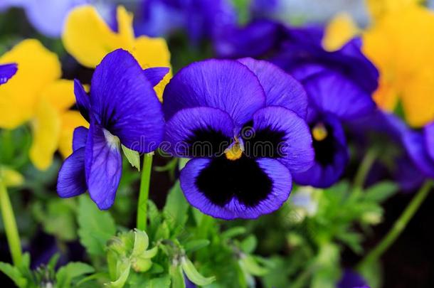 中提琴科努塔,装缨球的三色紫罗兰.富有色彩的花关于紫罗兰