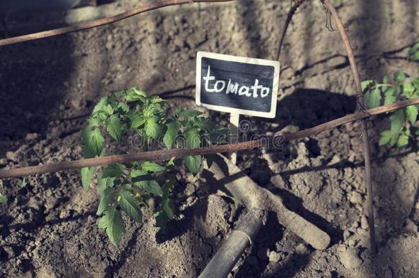 番茄秧苗和锄头采用一h和m一de温室