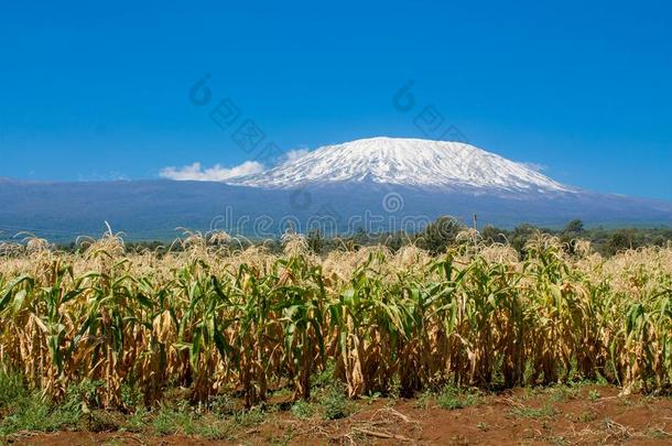 <strong>乞力马扎罗山</strong>山和谷物采用坦桑尼亚,非洲