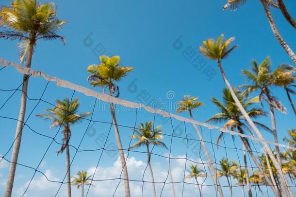 海滩排球网和手掌树-海滩排球观念