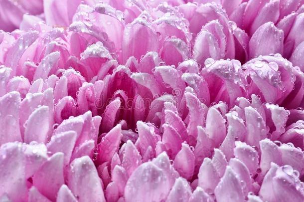 花瓣关于大大地粉红色的菊花采用露珠布关-在上面