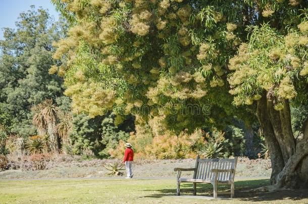 美丽的自然地点在Los安杰利斯的简称安杰利斯县树木园&植物的