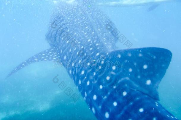 一年幼的鲸鲨鱼刚才在下面指已提到的人表面关于指已提到的人水