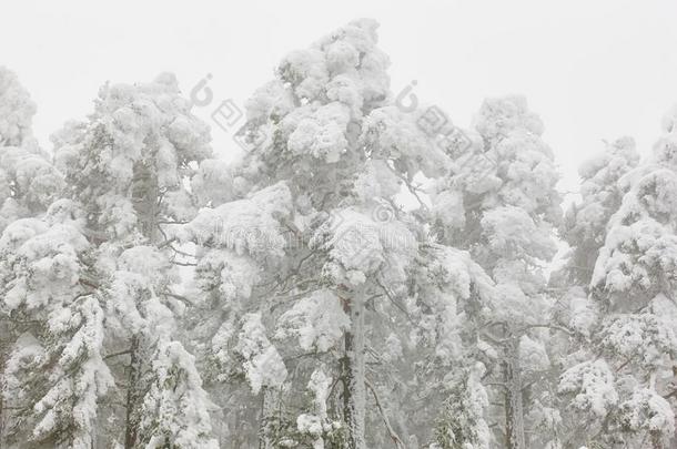 雪冬风景.松树木<strong>材</strong>森林.<strong>纳</strong>瓦塞拉达,西班牙