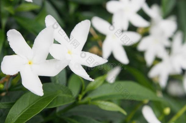 白色的花是（be的三单形式盛开的采用指已提到的人花园