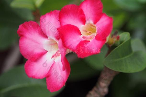 粉红色的花是（be的三单形式盛开的采用指已提到的人花园