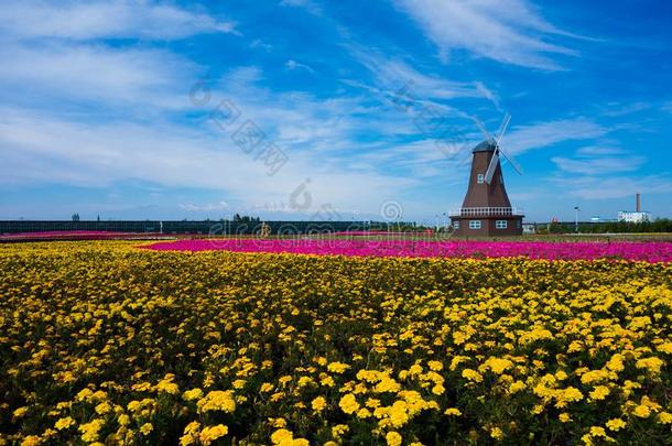 菊花,风车,天