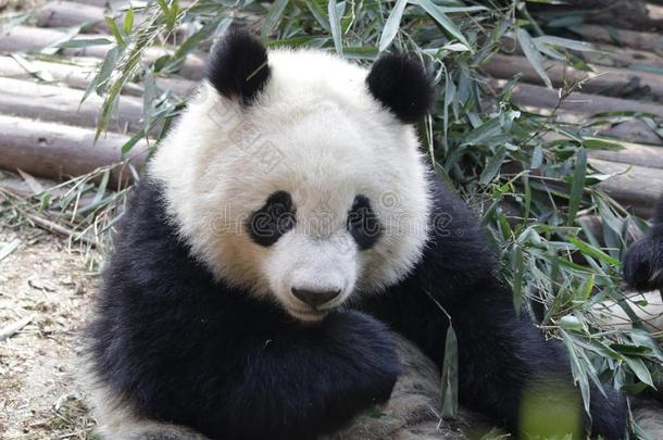 关闭着的-在上面松软的巨人<strong>熊猫</strong>是（be的三单形式<strong>吃竹子</strong>树叶和她Cuba古巴
