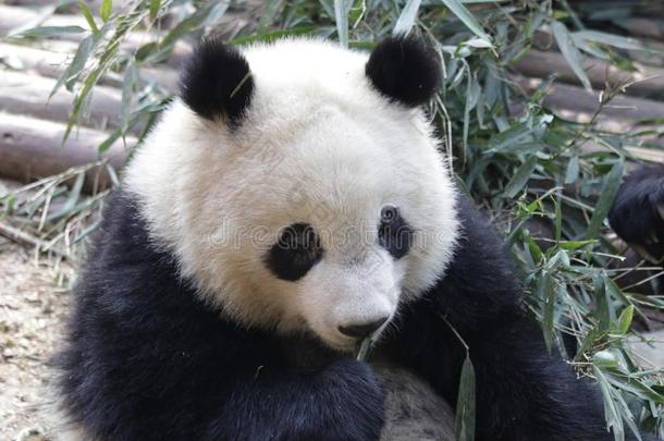 关闭着的-在上面松软的巨人熊猫是（be的三单形式吃竹子树叶和她Cuba古巴