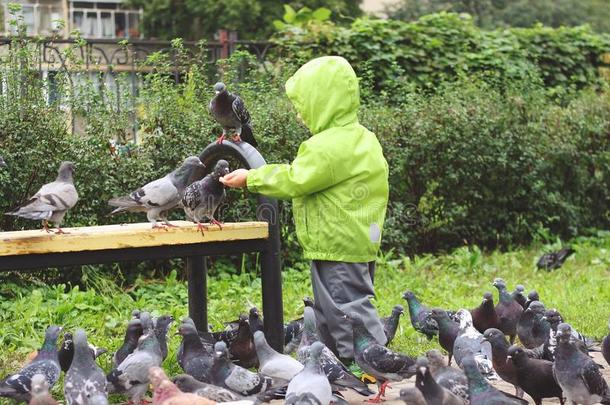 男孩喂养鸽子公园长凳生活方式风雪衣春季