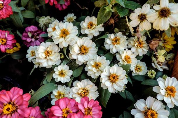 狭隘的叶子<strong>百日</strong>草属植物或典型的<strong>百日</strong>草属植物采用我的花园