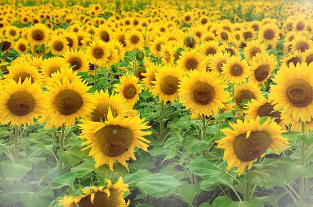 一美丽的大的草地,和许多黄色的花和黄色的太阳