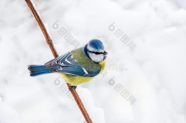 蓝色山雀鸟一次向一<strong>雪</strong>大量的树