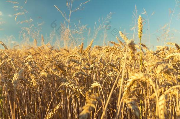 农业的<strong>零碎</strong>的全景画关于指已提到的人小麦田