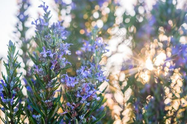 开花迷迭香植物采用艾斯波澜,葡萄牙,在日落