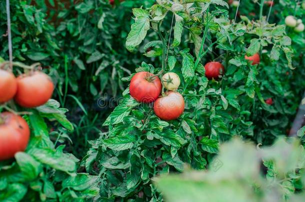 收割关于新鲜的番茄从生态的和家庭的生育