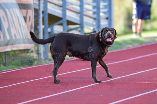 巧克力l一bel-dressroutine日常事分类寻猎物犬迷人的一很少的l一ps一round指已提到的人tr一ck