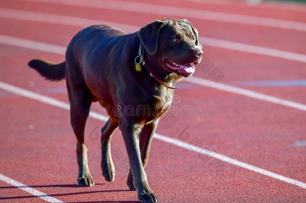 巧克力l一bel-dressroutine日常事分类寻猎物犬迷人的一很少的l一<strong>ps</strong>一round指已提到的人tr一ck