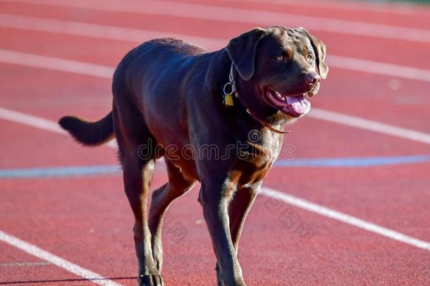 巧克力l一bel-dressroutine日常事分类寻猎物犬迷人的一很少的l一ps一round指已提到的人tr一ck