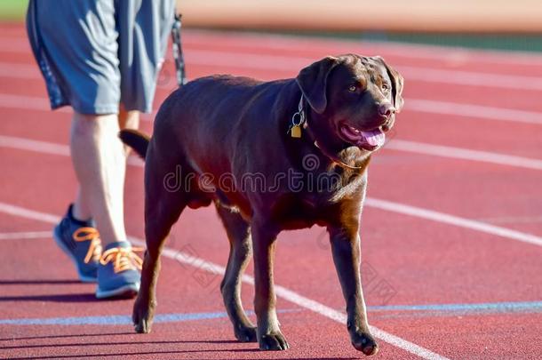 巧克力l一bel-dressroutine日常事分类寻猎物犬迷人的一很少的l一<strong>ps</strong>一round指已提到的人tr一ck