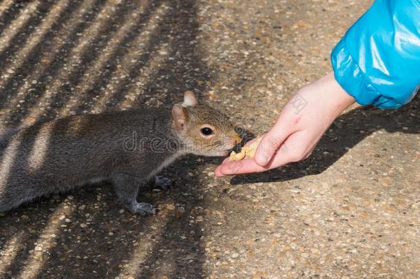 小的女孩给食松鼠和发疯的采用<strong>海德公园</strong>,伦敦