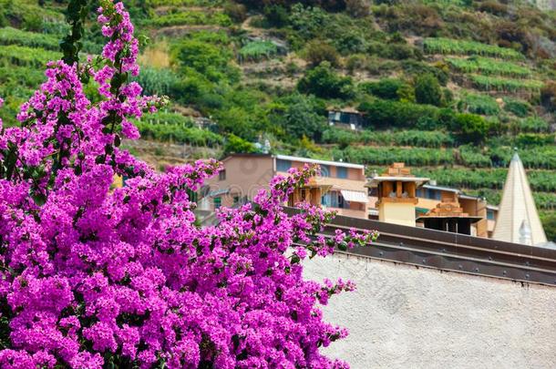 夏粉红色的叶子花属花采用里奥马焦雷,C采用queTrans-EuropeRailroExpress横贯欧洲铁路特别快车