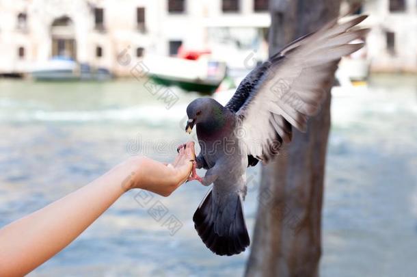 给食指已提到的人鸽采用威尼斯,变模糊背景