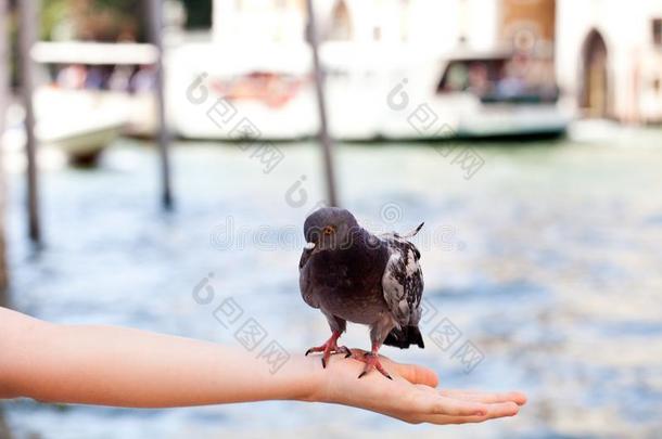 给食指已提到的人鸽采用威尼斯,变模糊背景