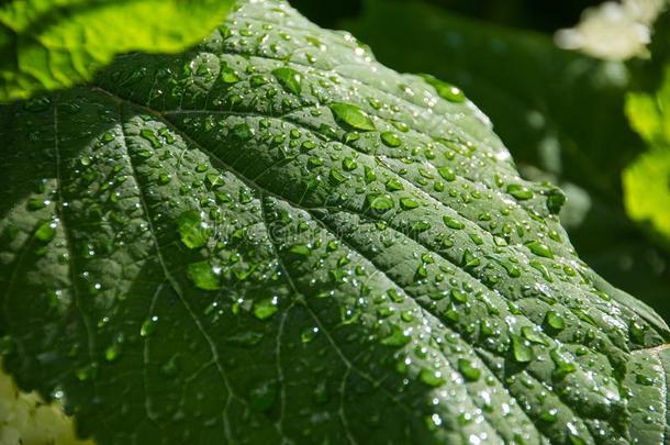 绿色的叶子和透明的落下后的指已提到的人雨.生态学康塞普