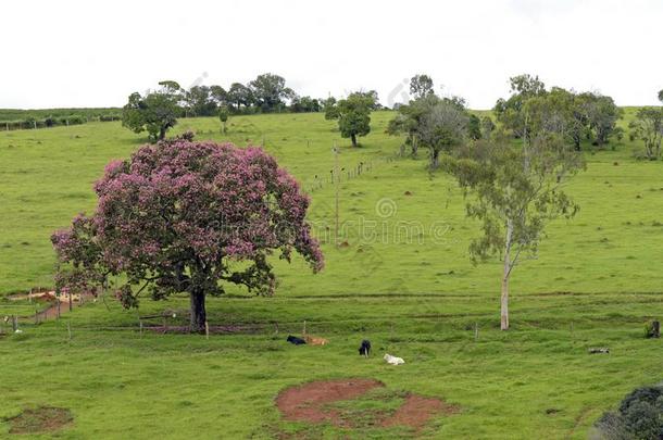 牧民生活的风景和粉红色的花树