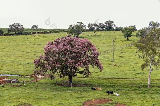 牧民生活的风景和粉红色的花树