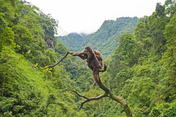 未开化的猴向树,野生的鸟兽等,登上峨眉,中国1