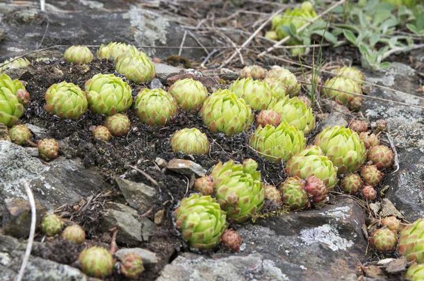 联系人地球类(Globbifera)野生的多汁的生长的向指已提到的人岩石